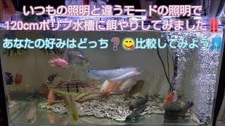 いつもの照明と違うモードの照明で120cmポリプ水槽に餌やりしてみました‼️