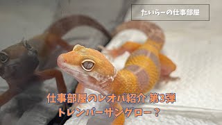 仕事部屋のヒョウモントカゲモドキ紹介第3弾！トレンパーアルビノ。もしかしてサングローかも？