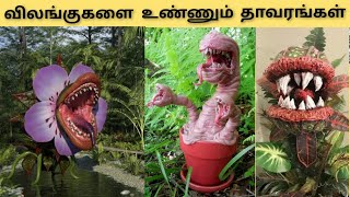 விலங்குகளை உண்ணும் விசித்திர தாவரங்கள் / plants which kills insects/facts / cute creations /#facts