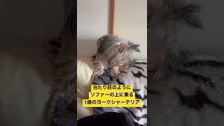 当たり前にソファーに乗る1歳のヨークシャーテリア #ヨークシャーテリア #ヨークシャテリア #子犬 #犬 #ヨーキー #yorkshire  #ペット #愛犬 #shorts動画 #shorts