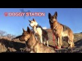 【犬の匂い嗅ぎ行動の意味とは。ほか】doggy station vol.15 愛犬と人との暮らしを考える番組