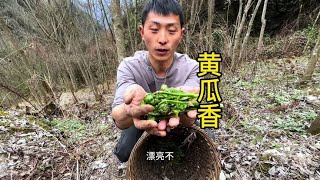 雪芽菜和黄瓜香你吃过吗  春天必吃的野菜#野菜 #黄瓜香 #三农