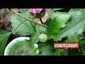 নীল থোকা জবার যত্ন care tips for blue doboule petal hibiscus blue bird envirogreen pl