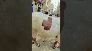 Most beautiful bull 🐂🐂🐂 short 🙏 short please subscribe