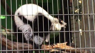 めっちゃ鳴きまくりのクロシロエリマキキツネザル（千葉市動物公園）Ruffed Lemur Voice