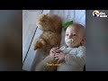 cat jumps into baby brother s crib every morning the dodo