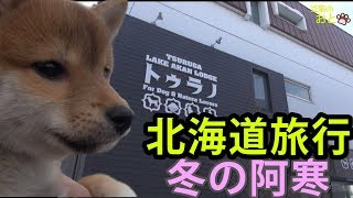 【豆柴と北海道旅行】パパと二人っきりで冬の阿寒旅行part1💗shibainu🐶