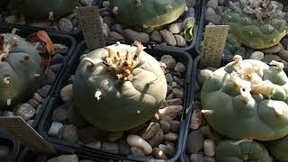 Lophophora collection