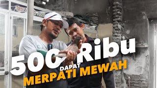 JACKPOT 500 RIBU MERPATI MEWAH PEKALONGAN !!!