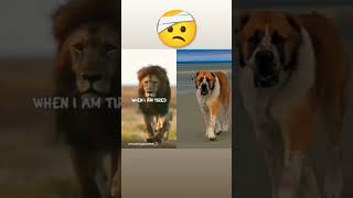 Monster Alabai v/s Lion  running | Central Asian Shepherd Dog #youtubeshorts