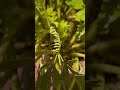 Black swallowtail caterpillar