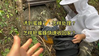 诱到蜜蜂了，怎样处理？怎样快速把蜜蜂收回家，一个视频详细分享