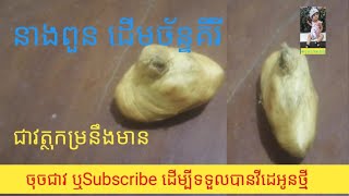 @នាងពួនដើមច័ន្ទគីរី ជាវត្ថុកម្រនឹងមានKhmer