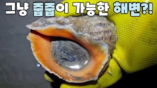 늘가던 해루질포인트에 주먹소라! 백합조개! 널려있어요! 대박!!