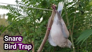 How To Make Creative Easy Bird Trap  From Sticks That Works 100%| Perch Snare Trap|DIY Bird Trap