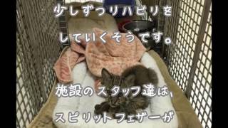 【驚愕】道路の真ん中でうずくまっていた小さな子猫。保護してみたら実は普通の猫じゃなかった！