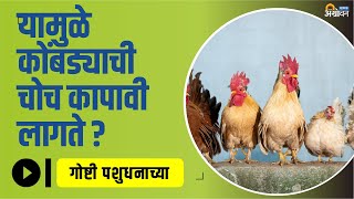 कोंबड्या एकमेकांना चोच का टोकतात? | Beak Cutting in Poultry Farming | Cannibalism | ॲग्रोवन