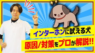 【犬しつけ】犬がインターホンのピンポンに吠える！理由別に治し方をドッグトレーナーが解説\u0026吠えない様にする予防法も！【トレーニング】