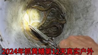 2024年抓鳝鱼第12天,黄鳝过了繁殖越来越少了,1晚上才抓这么点