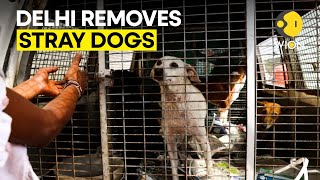 G20 Summit 2023: Delhi removes stray dogs from the streets ahead of summit | WION Originals