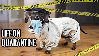 Ep#1: QUARANTINE LIFE - Funny Wiener Dogs Staying Home!