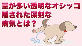 犬の透明で量の多いオシッコに隠された深刻な病気とは？【獣医師解説】