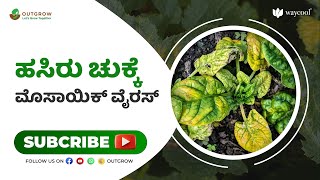 ಹಸಿರು ಚುಕ್ಕೆ ಮೊಸಾಯಿಕ್ ವೈರಸ್ ಅನ್ನು ಹೇಗೆ ಗುಣಪಡಿಸುವುದು ಎಂದು ತಿಳಿಯಬೇಕೆ?