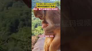 疑似小猴子被食物卡住，猴媽媽抱著孩子急救，網友：猴子也懂海姆立克急救？