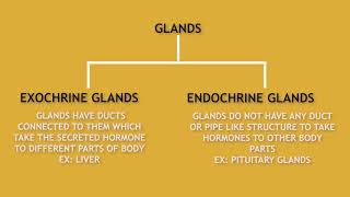 Hormones Secretion : Endocrine and Exocrine Glands.