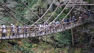 スリル満点!!!祖谷のかずら橋と大歩危峡　A dangerous suspension bridge made of firewood.