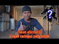 PAKAN ALTERNATIF - Pemanfaatan limbah pohon pepaya