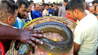 বিশাল বাউস মাছ বিক্রি করতে না পেরে জেলে ফেরত নিয়ে গেল | Big fish | DN Eyes