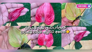 ලංකාවේ තියෙන හොදම වර්ග ගන්න....0764090776☎️