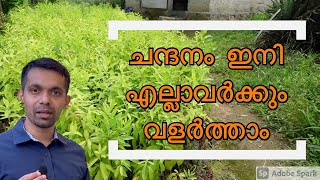 ചന്ദനം ഇനി ആർക്കും എവിടെയും വളർത്താം#New way to grow Sandal trees#How to plant sandal trees#sandals#