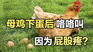 母雞下蛋後為什麼咯咯叫？是因為屁股疼？