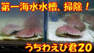 【ウチワエビ】２０　第一海水水槽、掃除！！！　【海水槽】