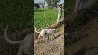 شکاری کتوں نے کیا گیدڑ کا شکار 😱|| Hunter Dogs 🐕||Animal ♥︎|| Pets vlog 🔥 #dog #shortsviral #india