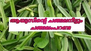 Changalamparanda Benefits InMalayalam | ചങ്ങലംപരണ്ടയുടെ അത്ഭുത ഗുണങ്ങൾ |Bone Setter |ചങ്ങലംപരണ്ട |