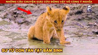 Chú Sư Tử con tàn tật trở thành Vua Sư Tử nhờ sự kiên trì của mình || Review Con Người Và Cuộc Sống