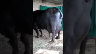 big under  jafarabadi buffalo please like share and subscribe #buffalo #shorts