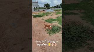 ఈ అప్ప ఎంత దూరం నడిపిస్తడో ..🐕🐕 #dog #dogs  #dogshorts #telugucomedy #fun #funny #funnyvideo #yt