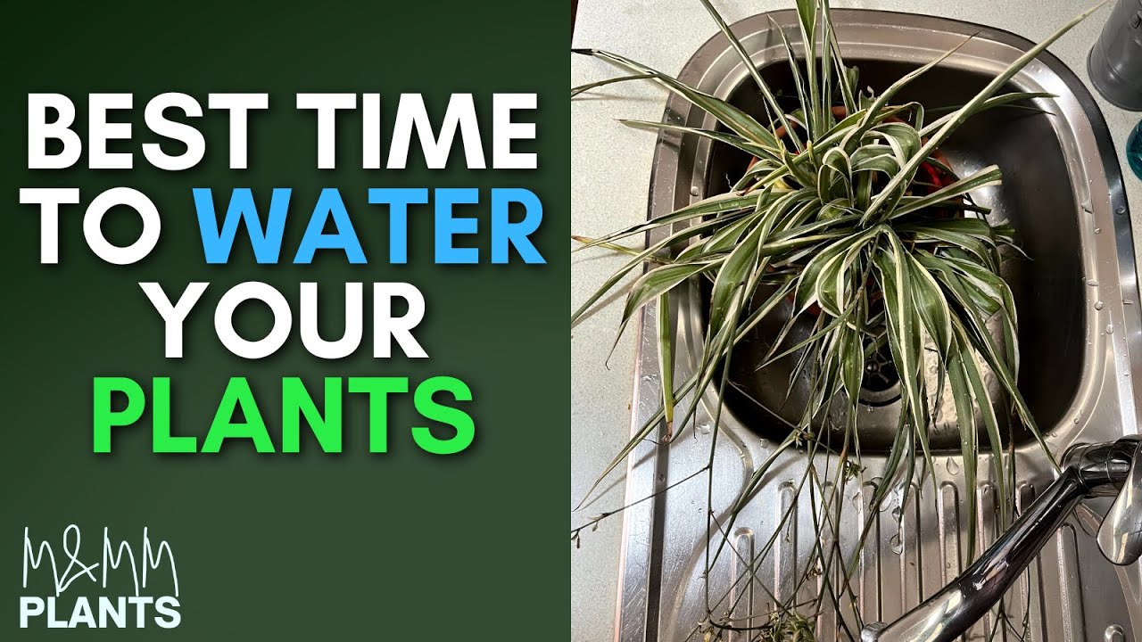 Correct Watering Method For Your Plants | Best Time To Water Your ...