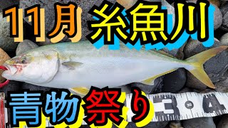 【青物】ナブラ祭！サーフで青物が爆釣！でもこのナブラ何かがおかしい？【釣り】