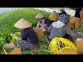 overtime work in korea agriculture vietnamese sisters