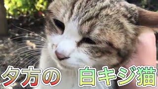 夕方に公園に行くといつもの白キジ猫ちゃんがいた【のらねこ日記】