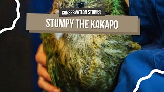 The Story of Stumpy the Kakapo