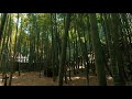 【4k】鎌倉 報国寺 美しい竹林の庭を散策 walk around the bamboo garden of kamakura hokokuji temple. apr. 2021