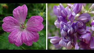 Midsummer wildflowers