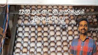 1000 முட்டைக்கு 900 முட்டை பொறிக்கும்||ராதா கிருஷ்ணன்