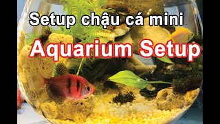 Setup chậu cá thủy sinh mini để bàn đơn giản không CO2| Aquarium | decor aquarium